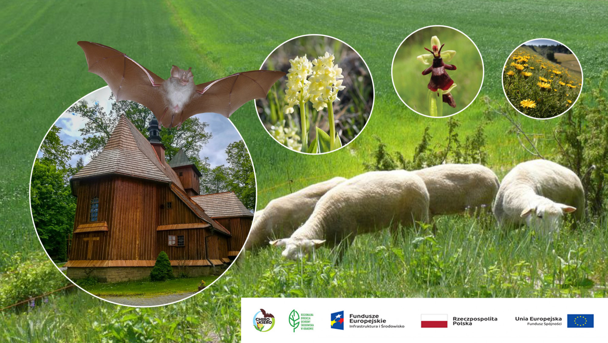 Ochrona zagrożonych gatunków i siedlisk chronionych, w ramach sieci Natura 2000 w Małopolsce